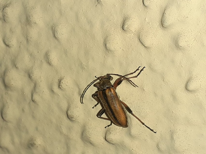 Cortodera humeralis - négyfoltos cserjecincér