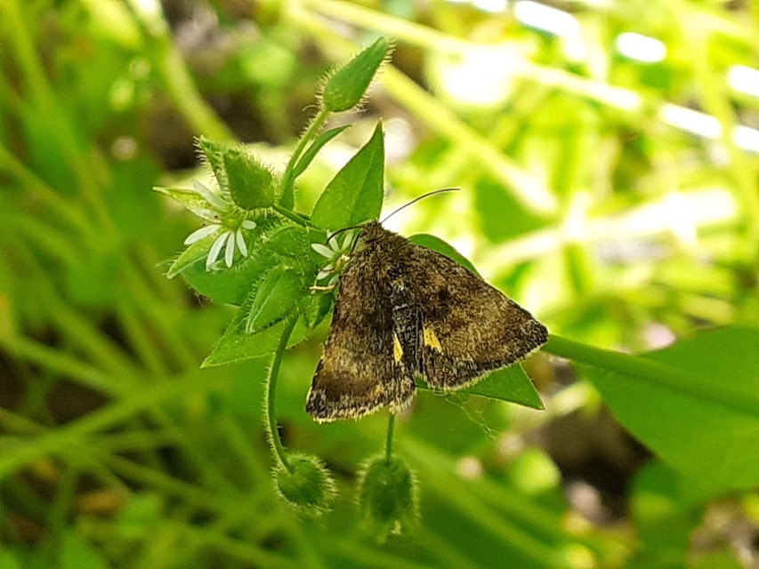 Panemeria tenebrata - apró sárgabagoly
