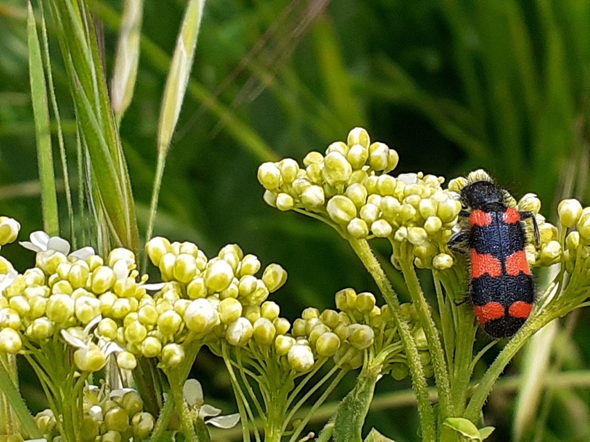 Trichodes favarius - hatfoltos méhészbogár