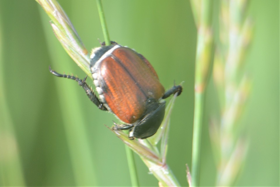 Anisoplia lata - széles szipoly Anisoplia lata - széles szipoly