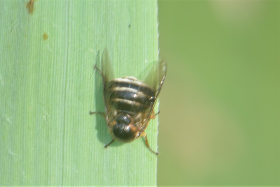 Acroceridae - gömblegyek