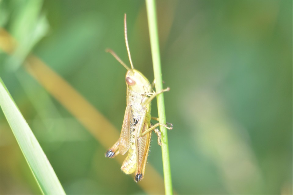 Pseudochorthippus parallelus - közönséges rétisáska