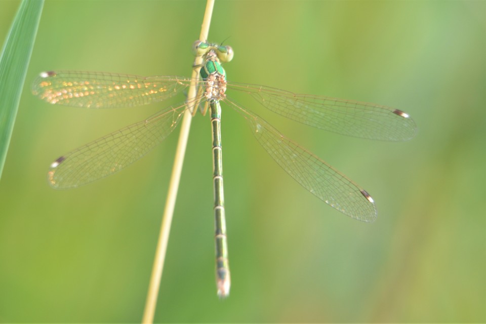 Lestes barbarus - foltosszárnyjegyű rablószitakötő