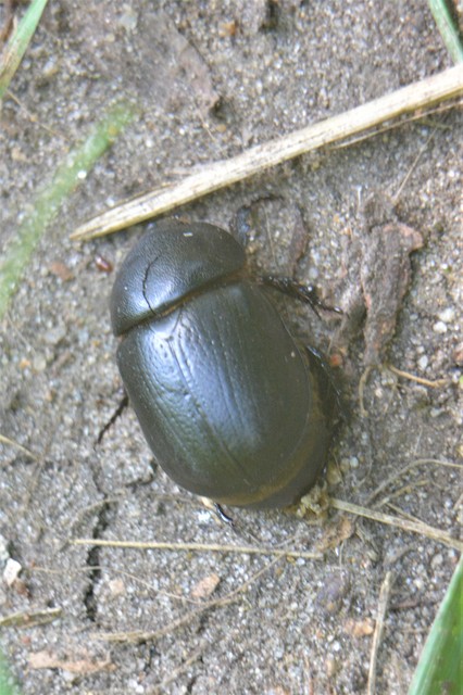 Pentodon idiota - butabogár