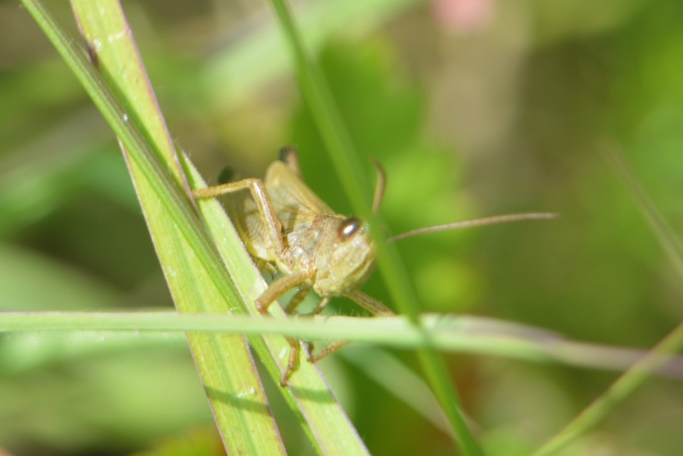 Pseudochorthippus parallelus - közönséges rétisáska