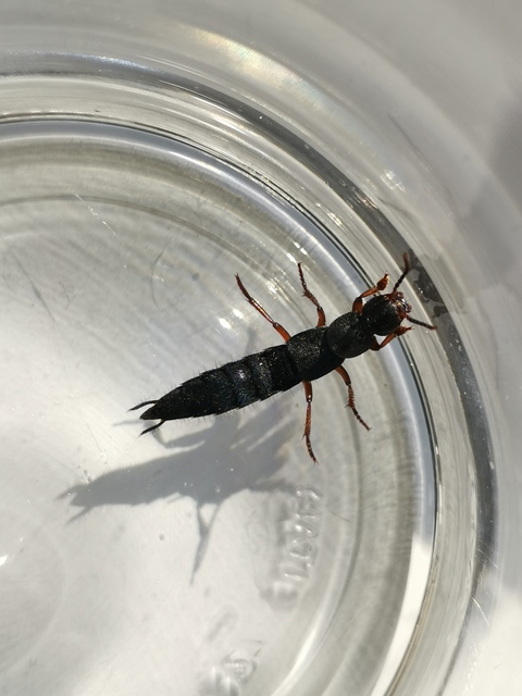 Ocypus brunnipes