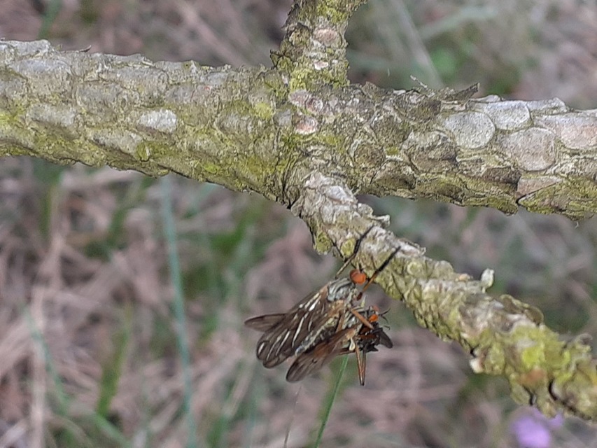 Empididae - táncoslegyek
