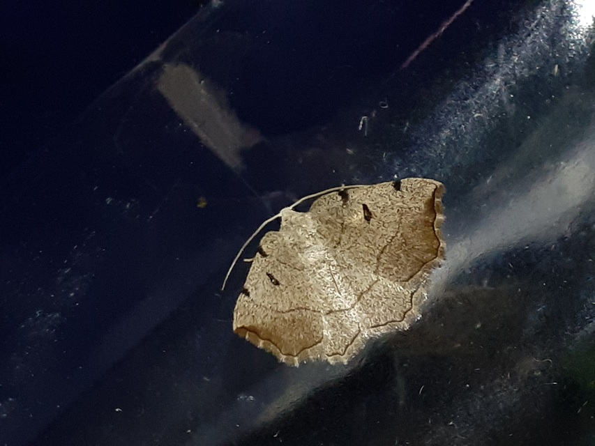 Eilicrinia trinotata - háromjegyű araszoló