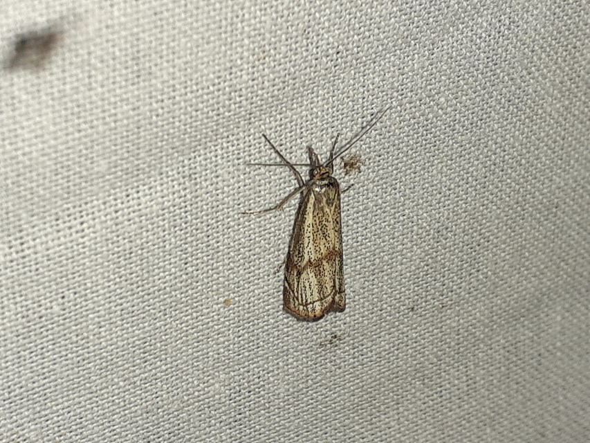 Thisanotia chrysonuchella - tavaszi fűgyökérmoly