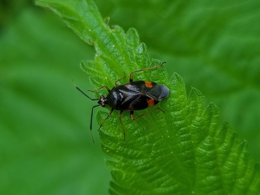 Deraeocoris ruber - vöröses mezeipoloska