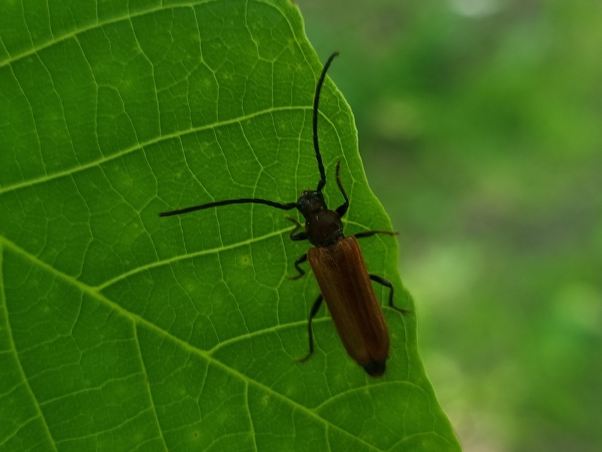 Anisarthron barbipes - szőrös cincér