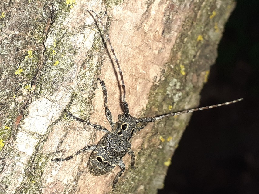 Mesosa curculionoides - szemfoltos cincér Mesosa curculionoides - szemfoltos cincér