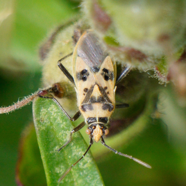 Corizus hyoscyami - piros karimáspoloska