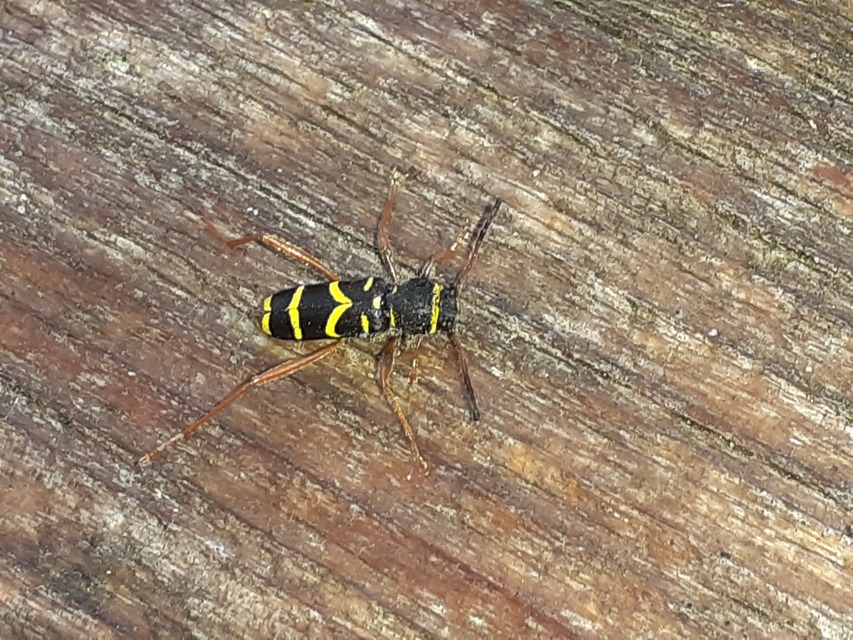 Clytus arietis - közönséges darázscincér