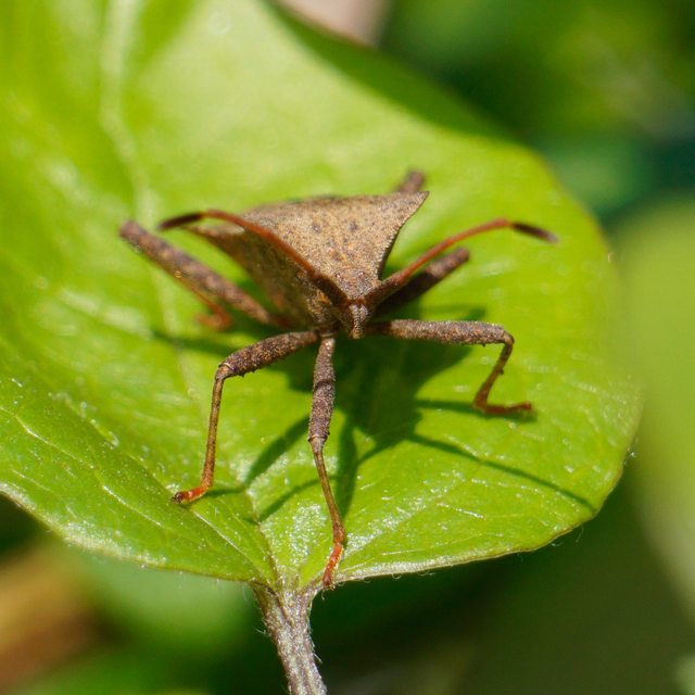 Coreus marginatus - közönséges karimáspoloska