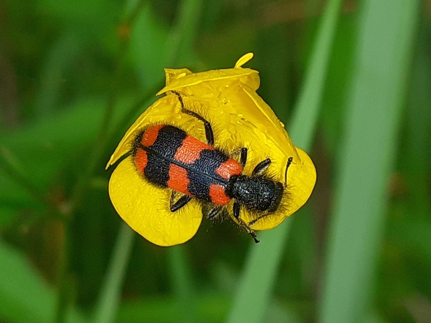 Trichodes favarius - hatfoltos méhészbogár
