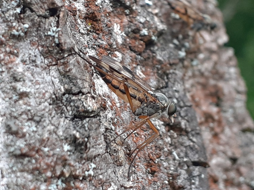Rhagio scolopaceus - nagy kószalégy