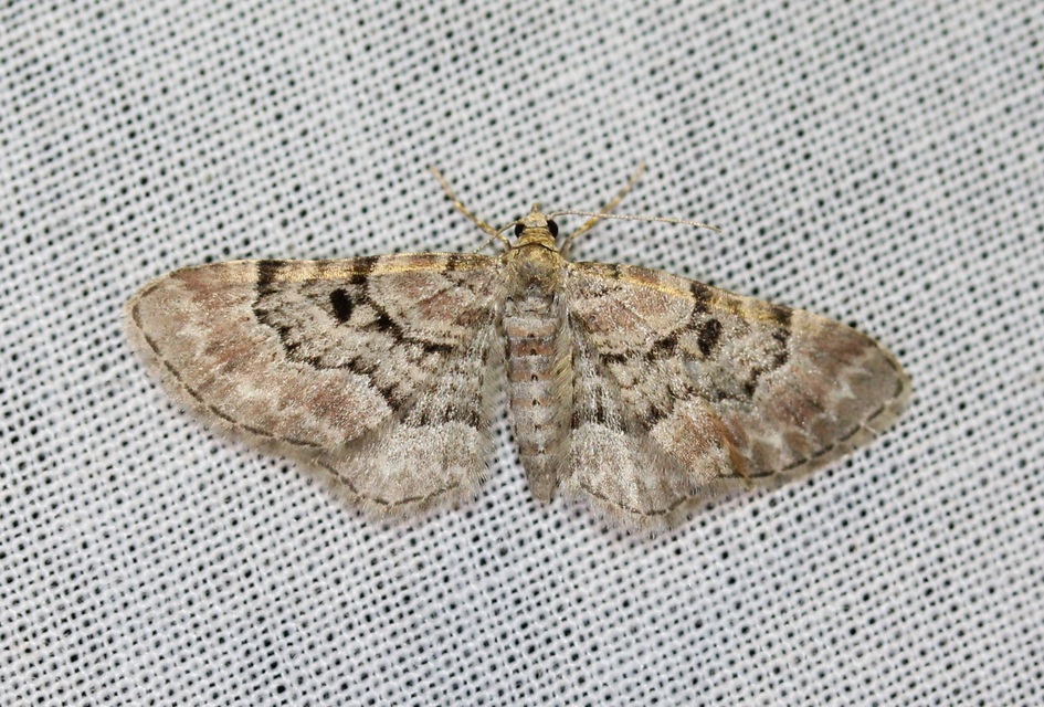 nagyfoltú törpearaszoló - Eupithecia abietaria