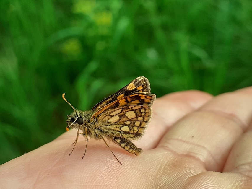 Carterocephalus palaemon - kockás busalepke