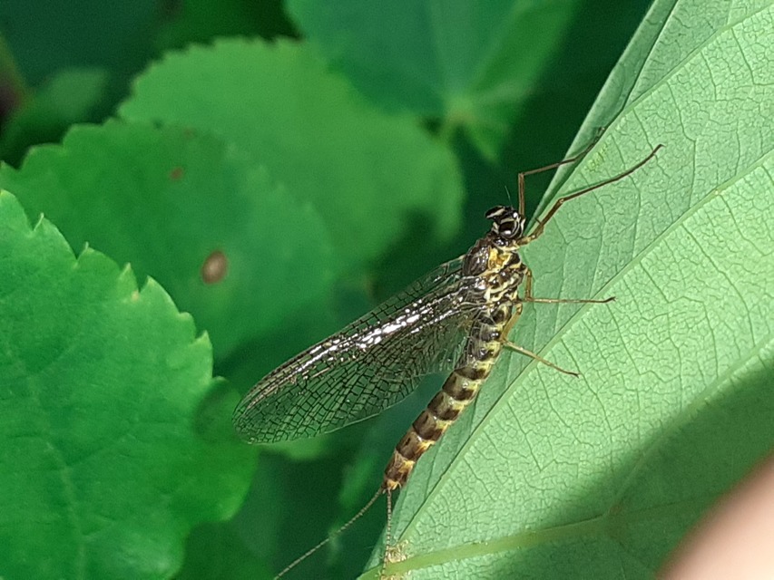 Siphlonurus