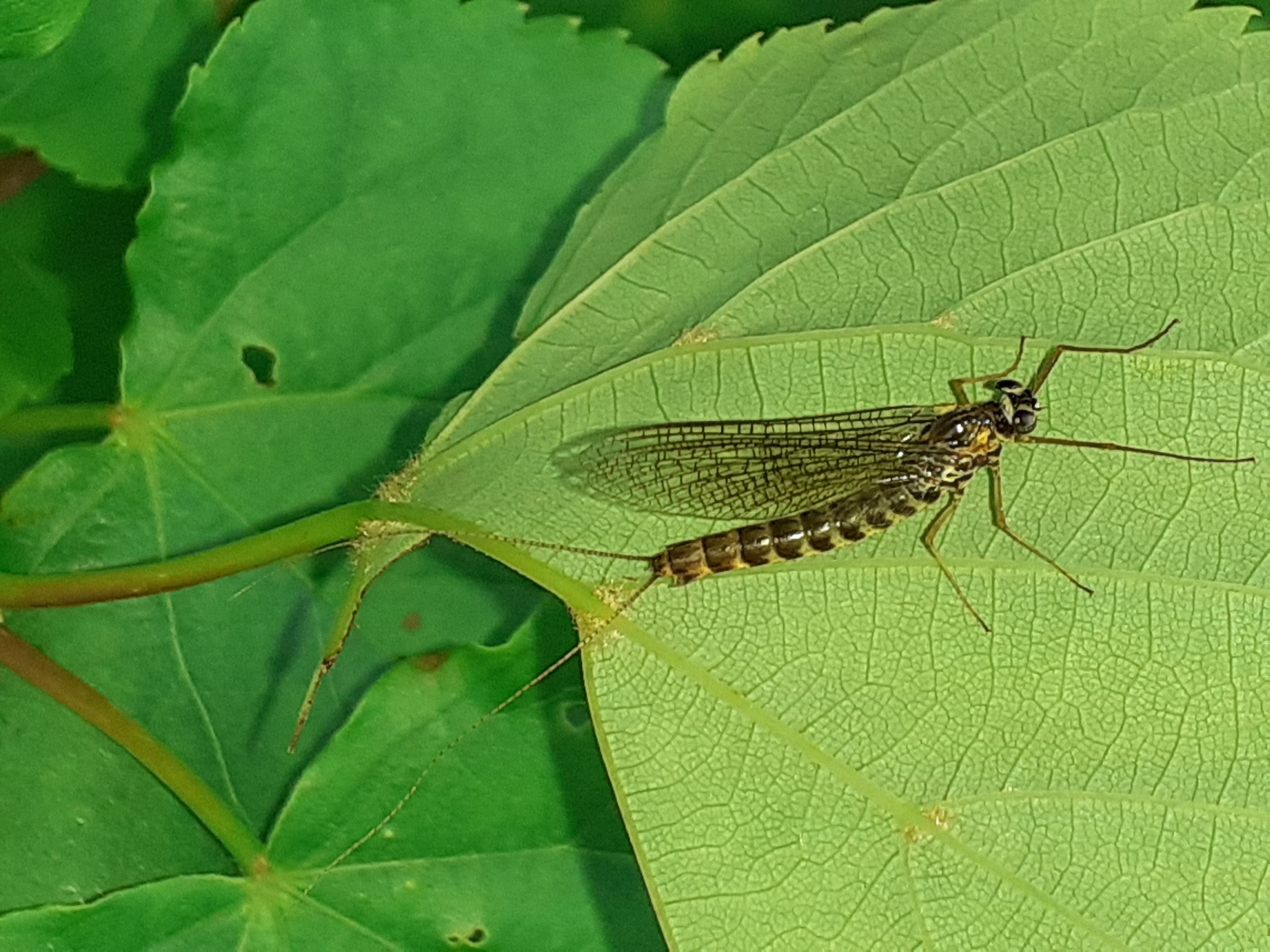 Siphlonurus