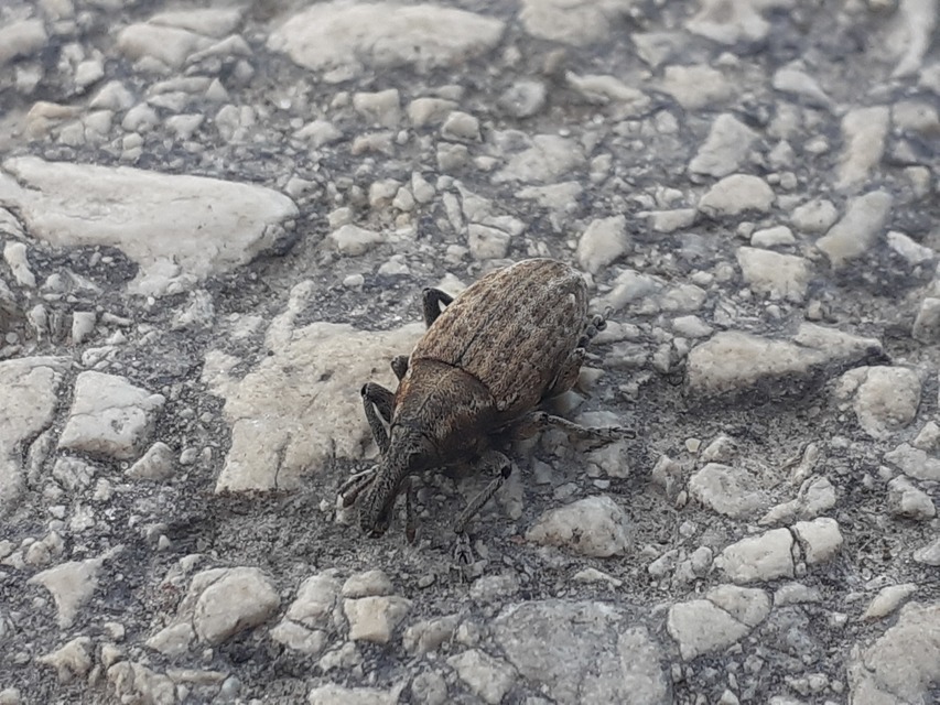 Lepyrus capucinus - pettyes fűzormányos