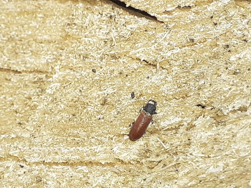 Lyctus pubescens - nagy falisztbogár