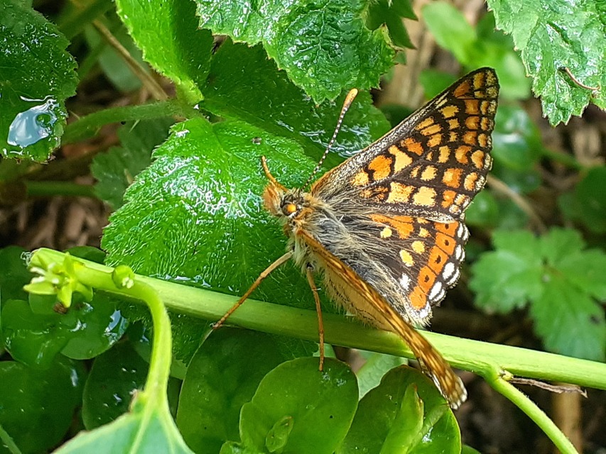 Euphydryas aurinia - lápi tarkalepke