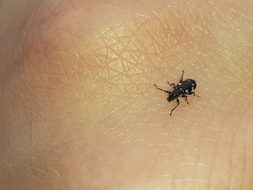 Polydrusus picus - pikkelyfoltos lombormányos