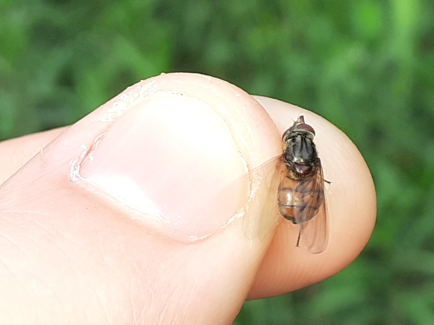 Rhingia campestris - közönséges csőröslégy