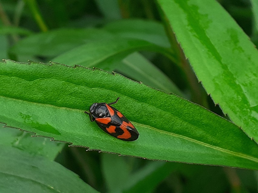 Cercopis vulnerata