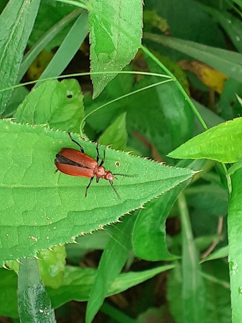 Pyrochroa serraticornis - közép-bíborbogár
