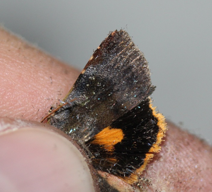 tarka sárgafűbagoly - Noctua janthina