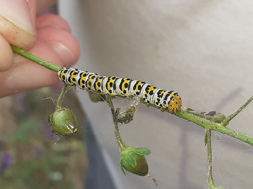 Gozmány csuklyásbaglya - Shargacucullia gozmanyi