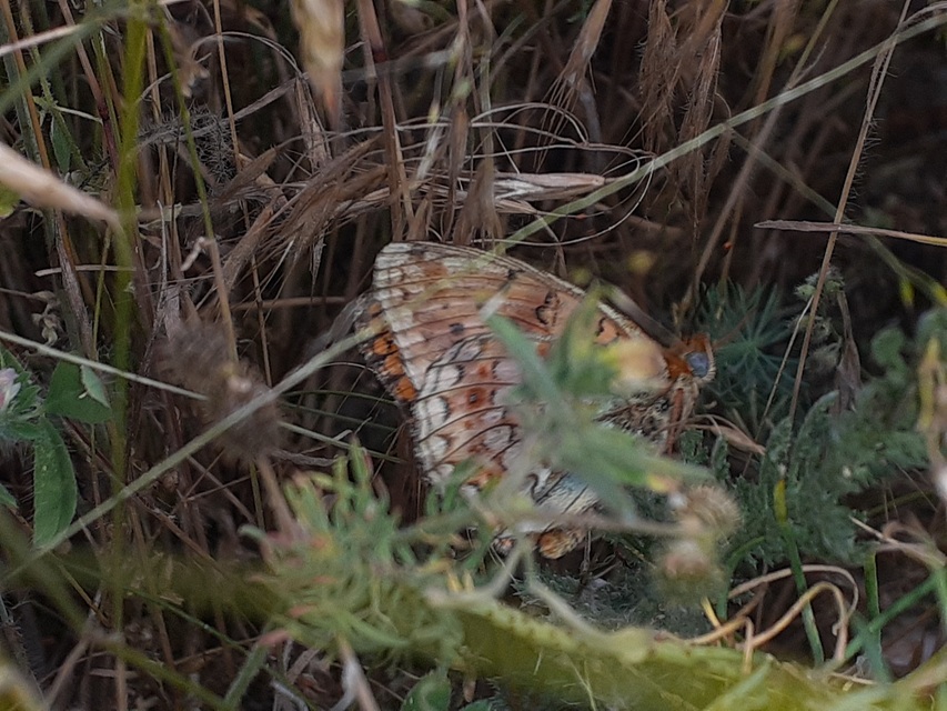 Argynnis niobe - ibolya-gyöngyházlepke