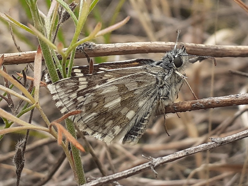 Pyrgus carthami - nagy busalepke