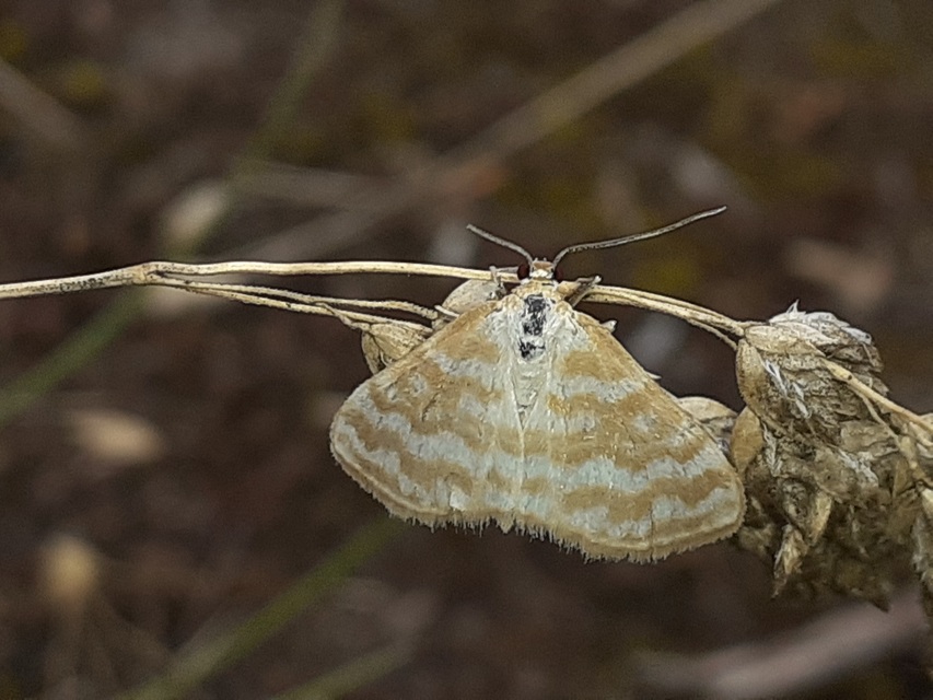 Idaea sericeata - selymes sávosaraszoló