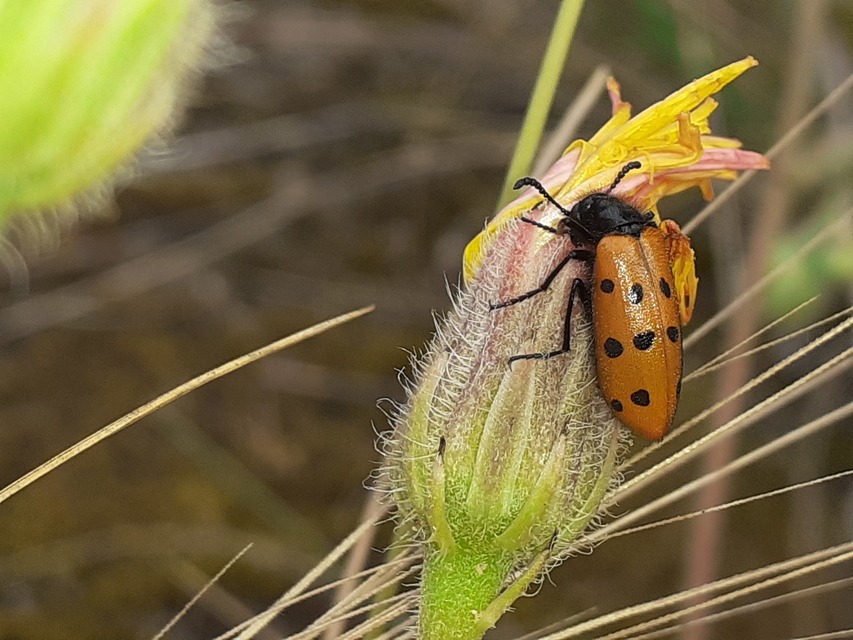Mylabris crocata - pettyes hólyaghúzó Mylabris crocata - pettyes hólyaghúzó