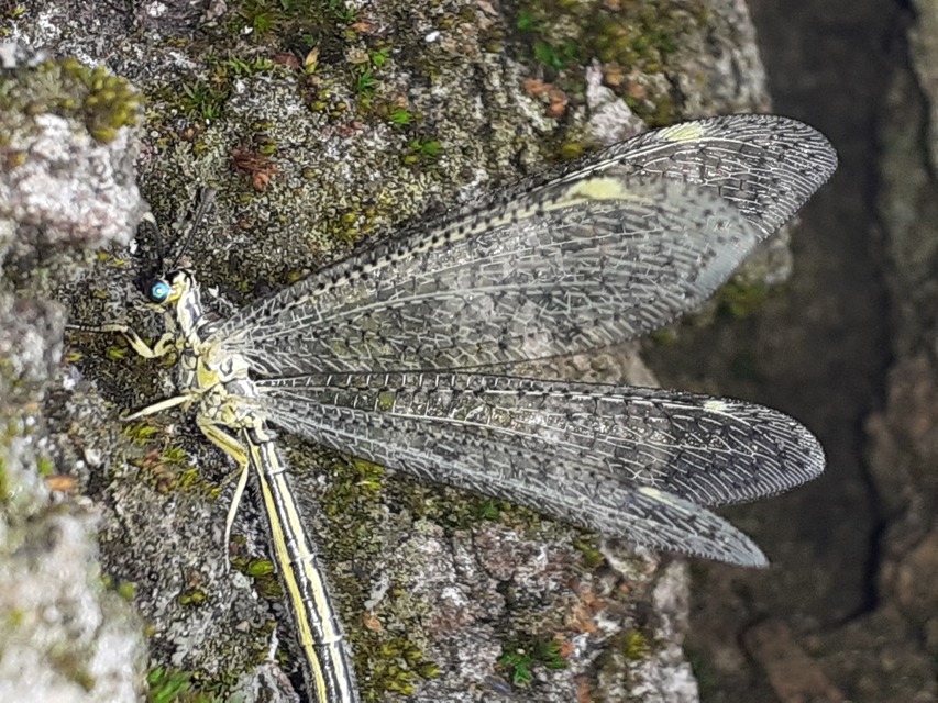 Myrmecaelurus punctulatus - pontozott hangyaleső