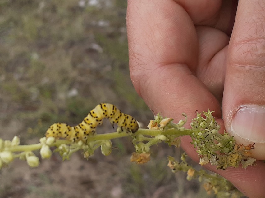 szalmasárga csuklyásbagoly - Shargacucullia lychnitis