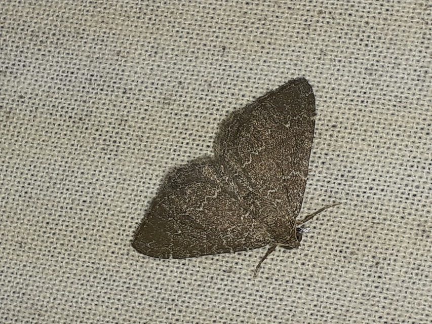 hullámos araszoló - Cataclysme riguata