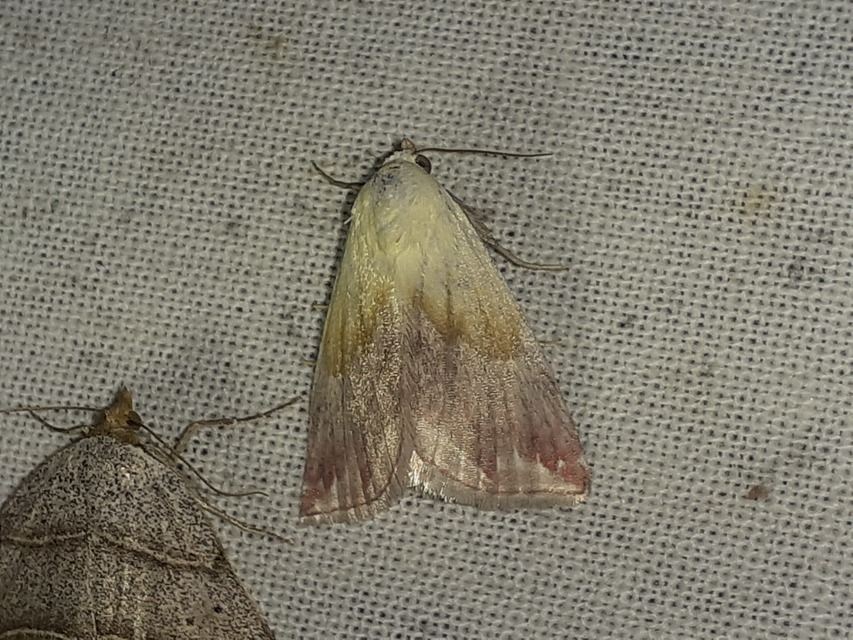 bíboros törpebagoly - Eublemma purpurina