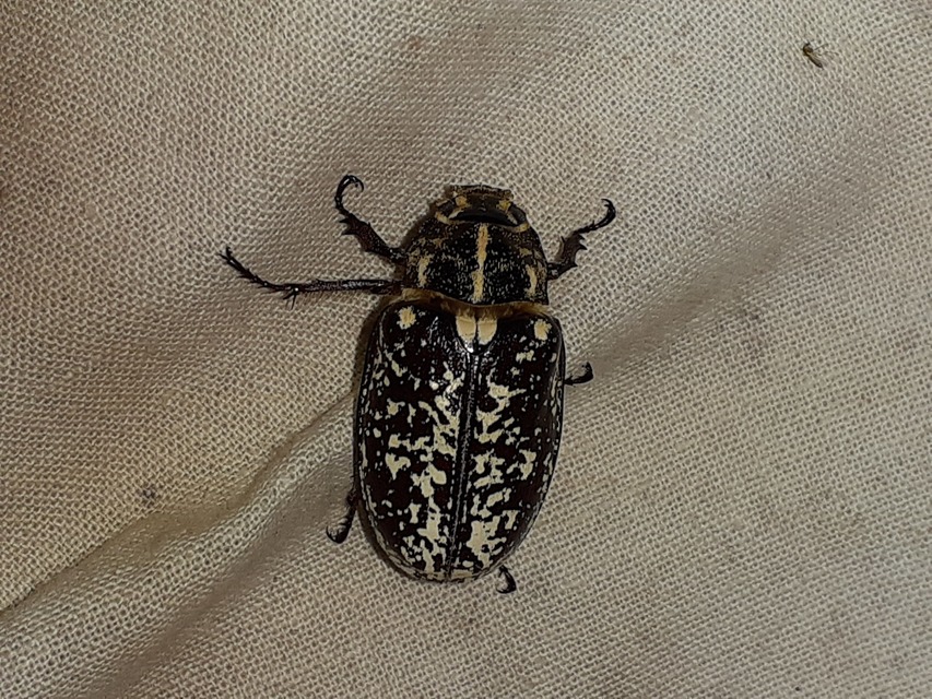 Polyphylla fullo - csapó cserebogár