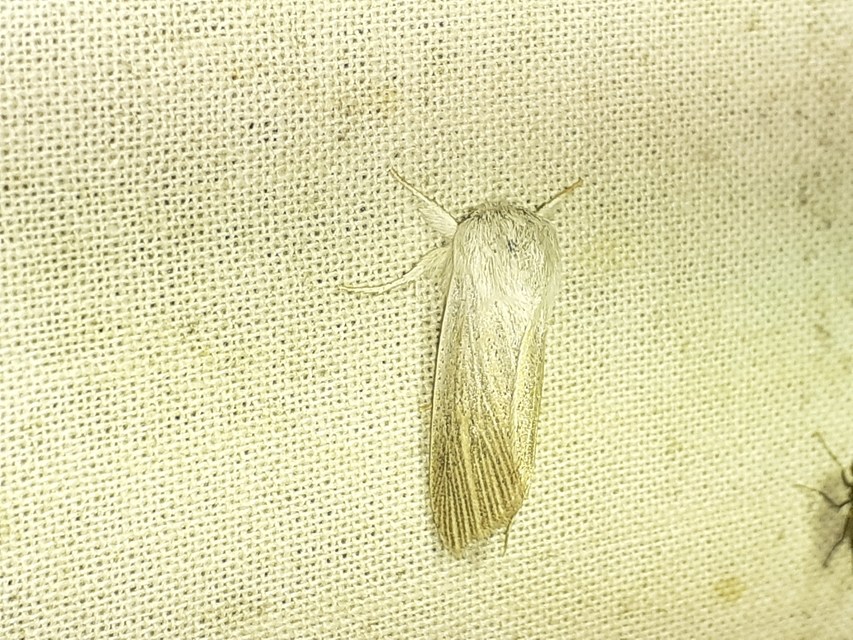 homoki lándzsásbagoly - Simyra nervosa