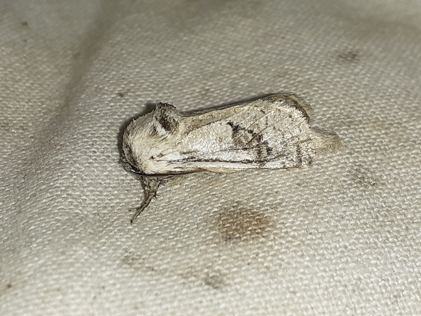 Parahypopta caestrum - spárgalepke