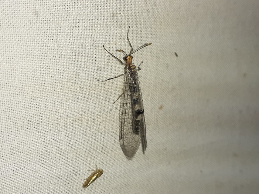 Megistopus flavicornis - kétfoltos hangyaleső