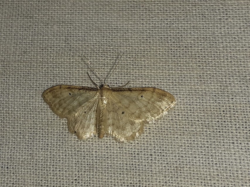 Idaea fuscovenosa - szürkeszélű apróaraszoló