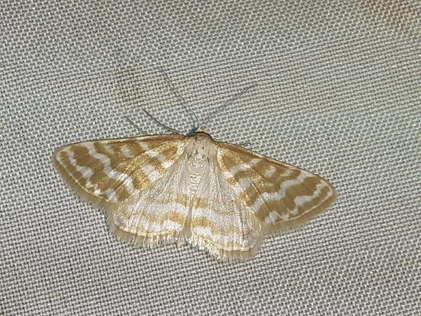 selymes sávosaraszoló - Idaea sericeata