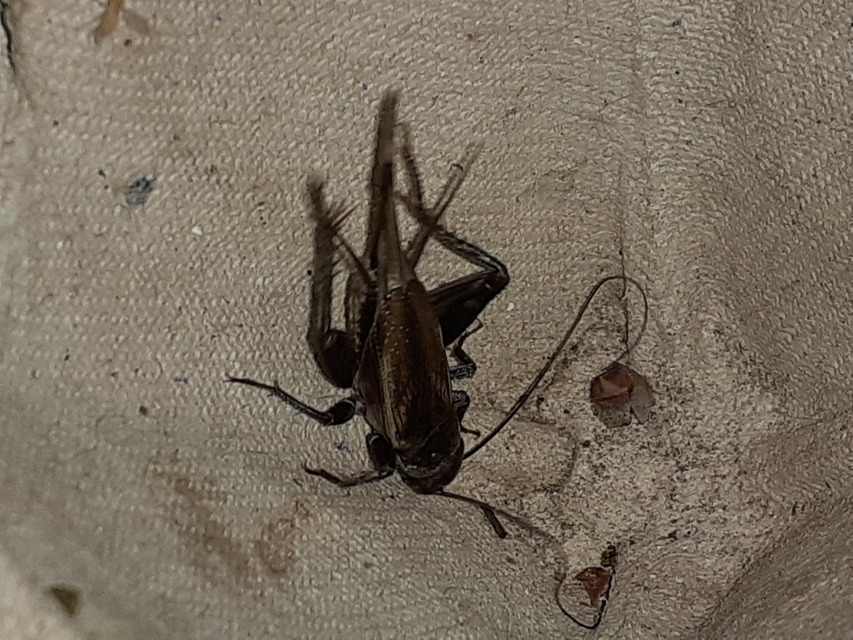 Eumodicogryllus bordigalensis - bordói tücsök