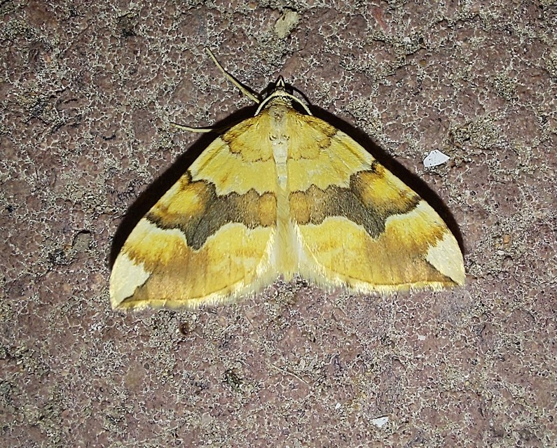Cidaria fulvata - rózsaaraszoló